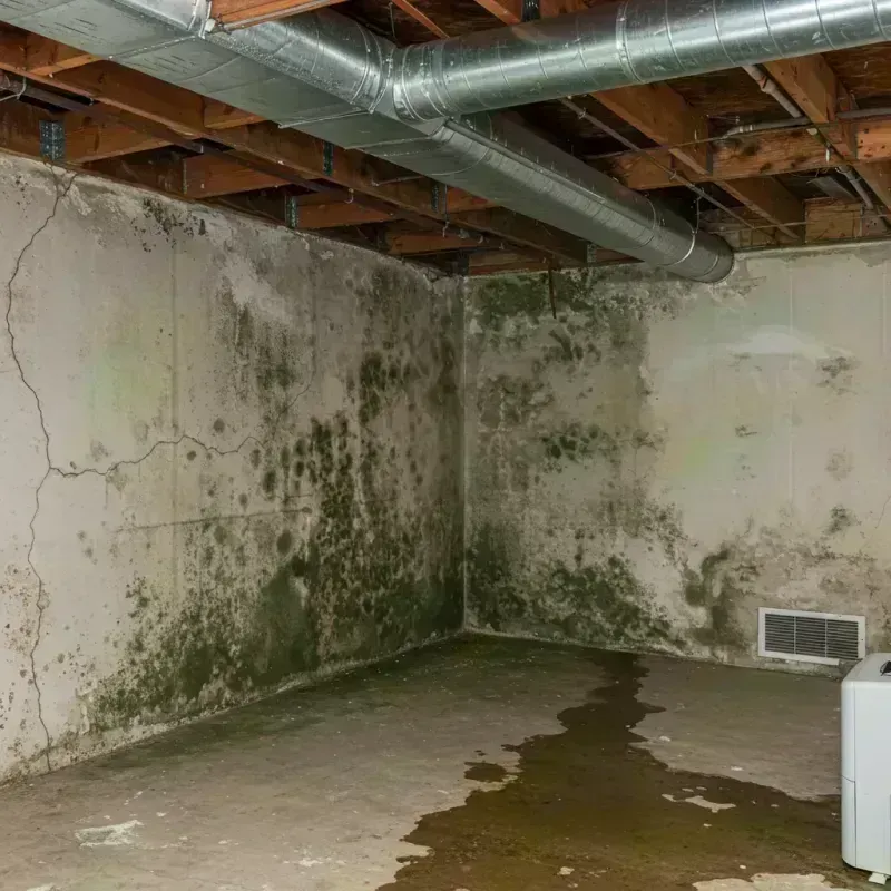 Professional Mold Removal in Leverett, MA